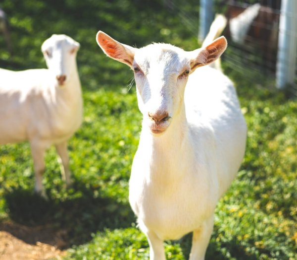 Saanen Goats - Image 2