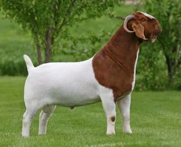 Boer Goats - Image 3