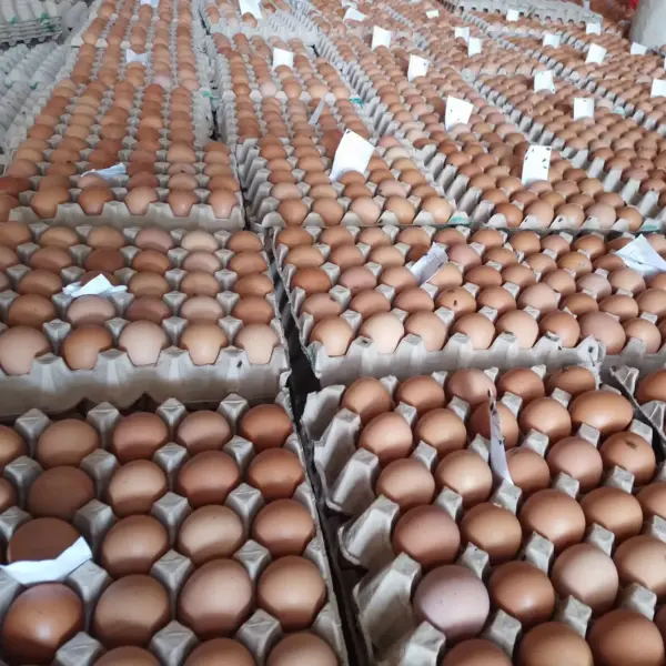 Fresh table eggs - Image 4